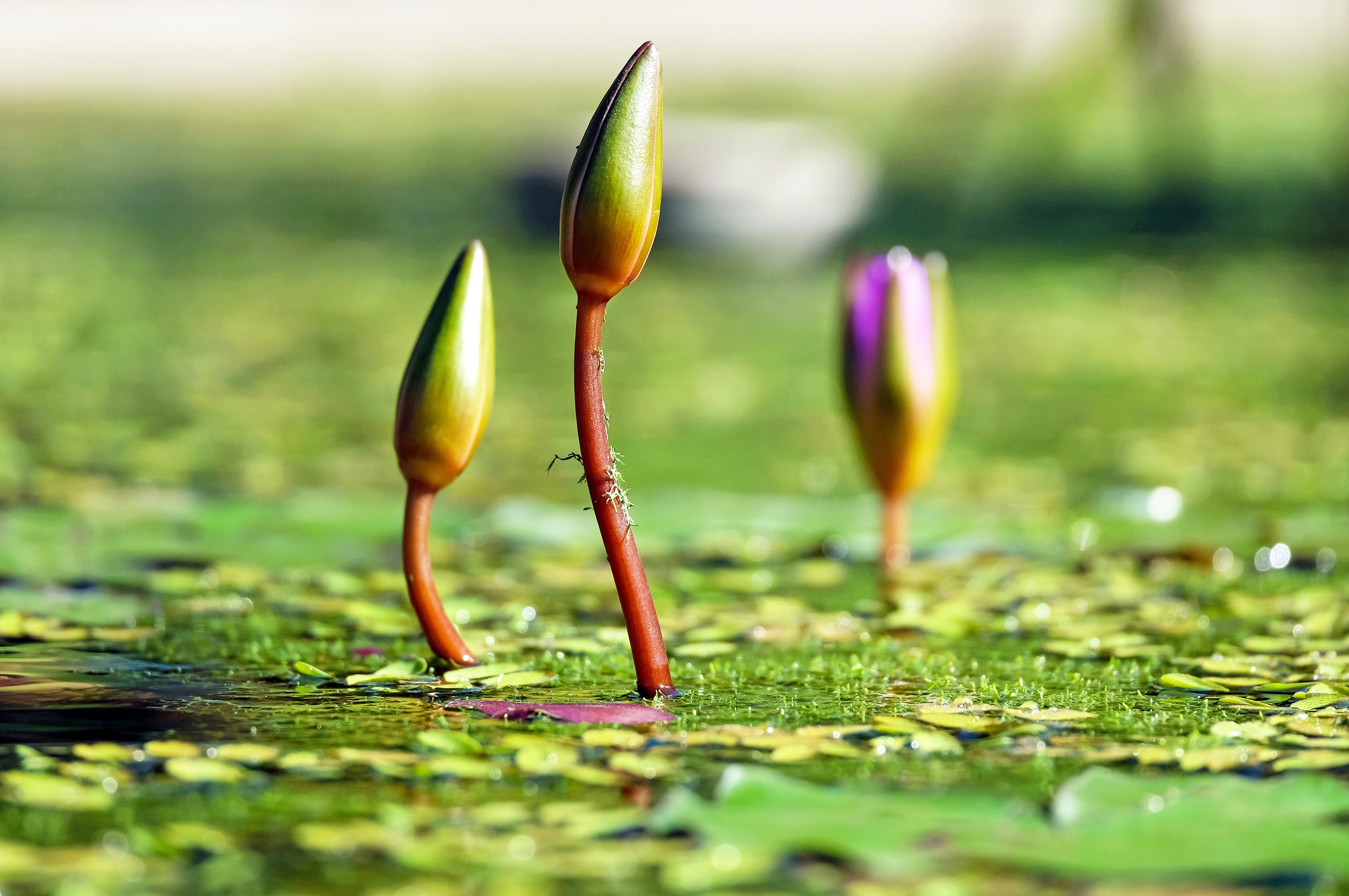 water-lilies-bud-pond-green-99548.jpeg