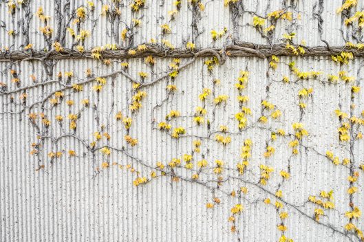 yellow-vines-on-gray-concrete-wall-1029609
